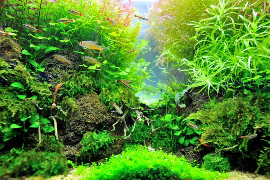 Aquatic Plants