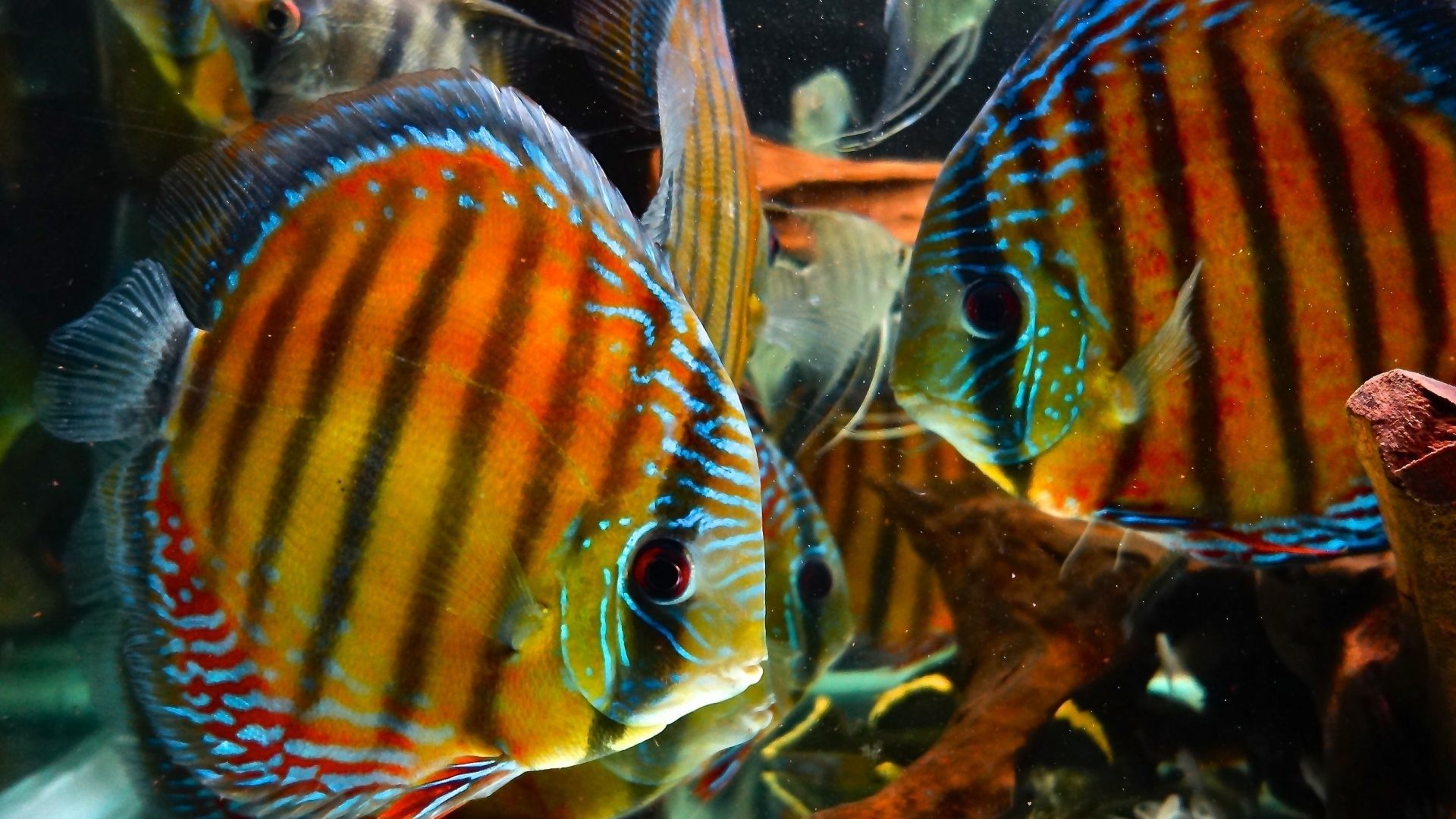 Ornamental Fish