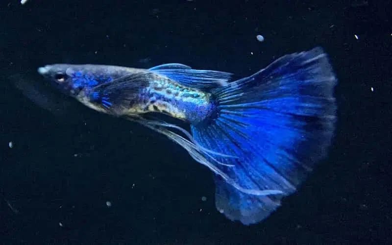 New Guppy Variety