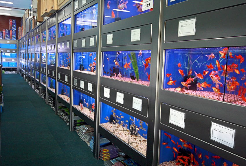 Ornamental Aquaculture