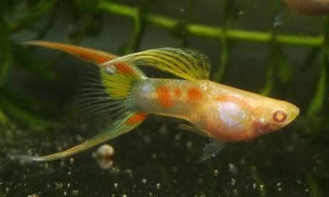 Guppy