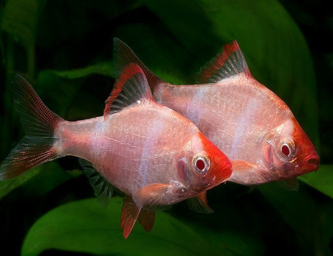 Tiger Barb