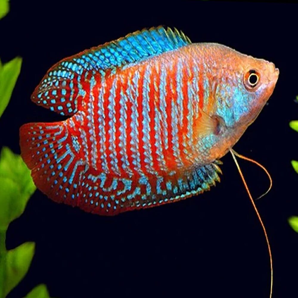 Gourami