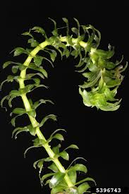 Hydrilla