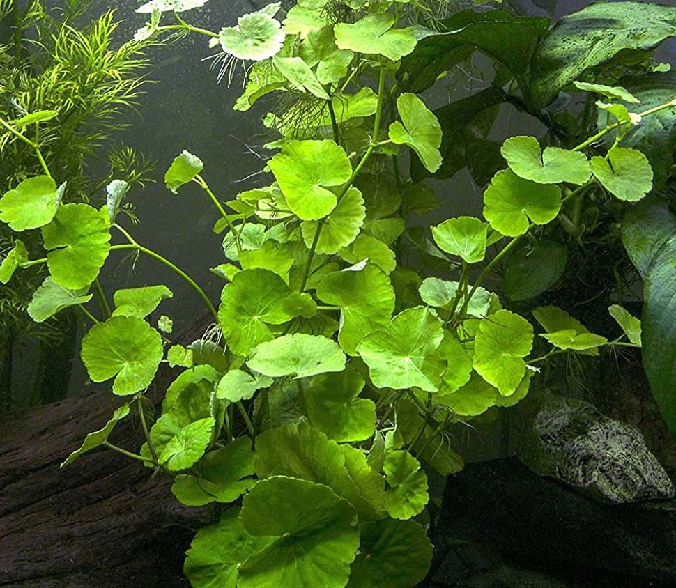 Hydrocotyle