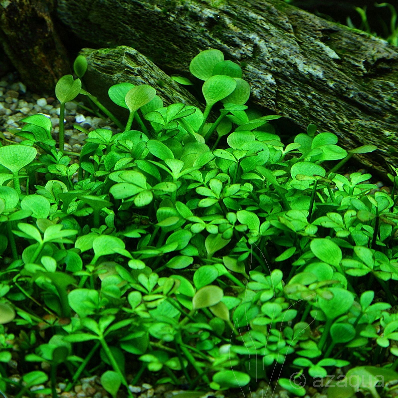 Marsilea