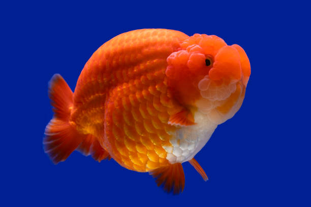 Ranchu