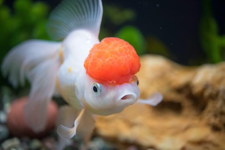RedCap Oranda