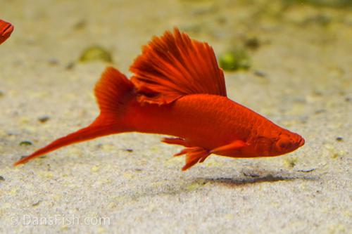 Swordtail