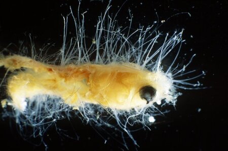 Fungi and Water Molds