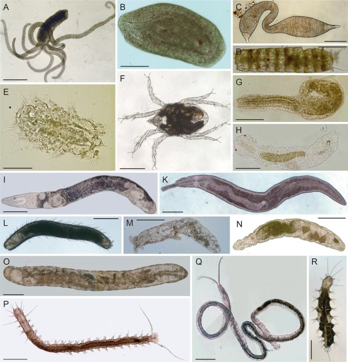 Metazoan parasites