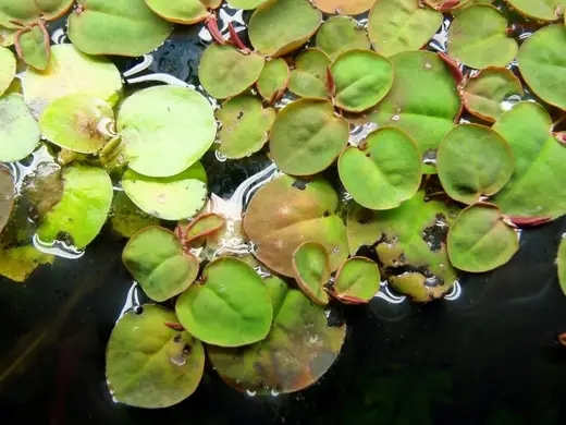 Viral Diseases in Aquatic Plants